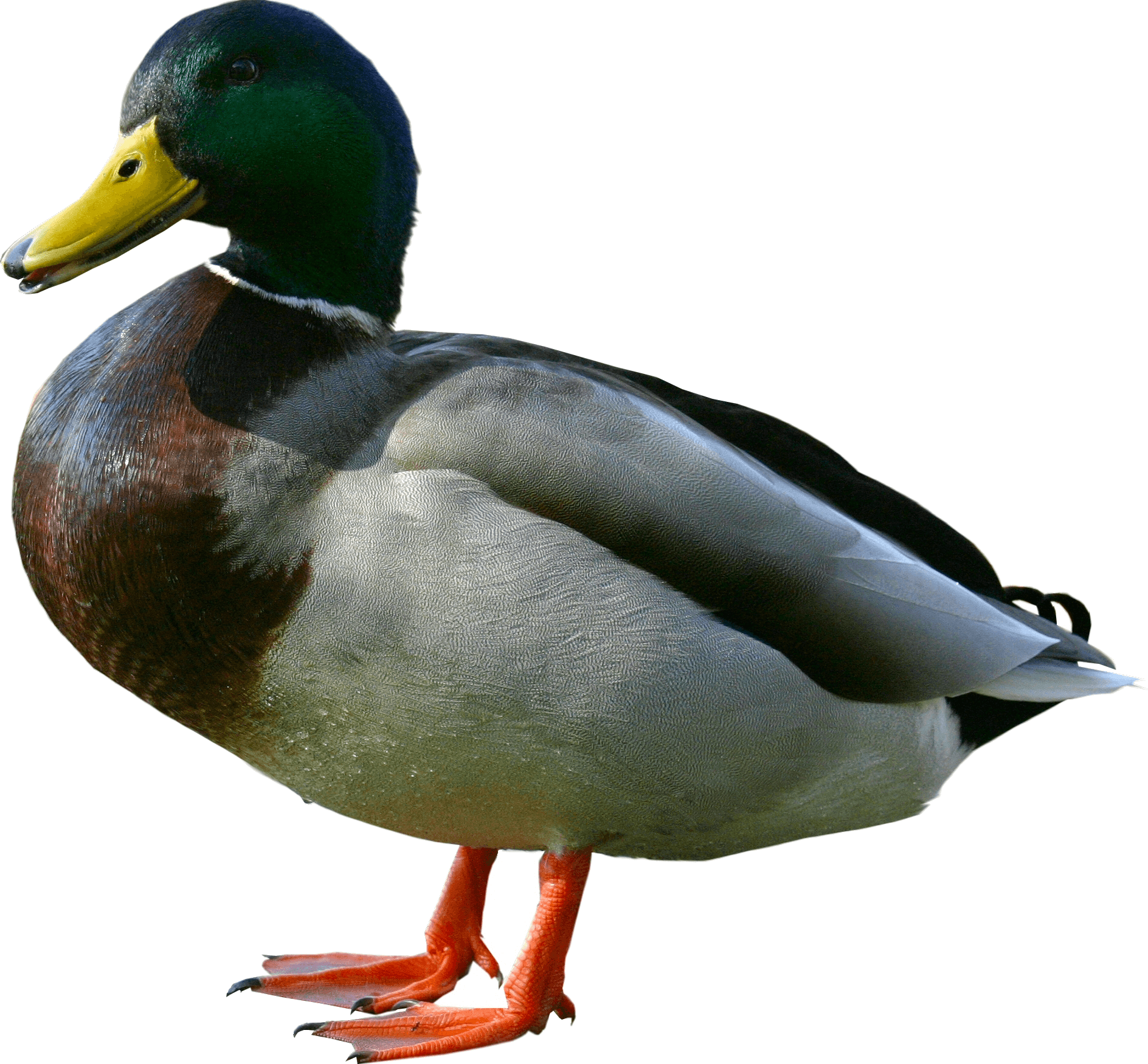 Duck Png Image PNG Image