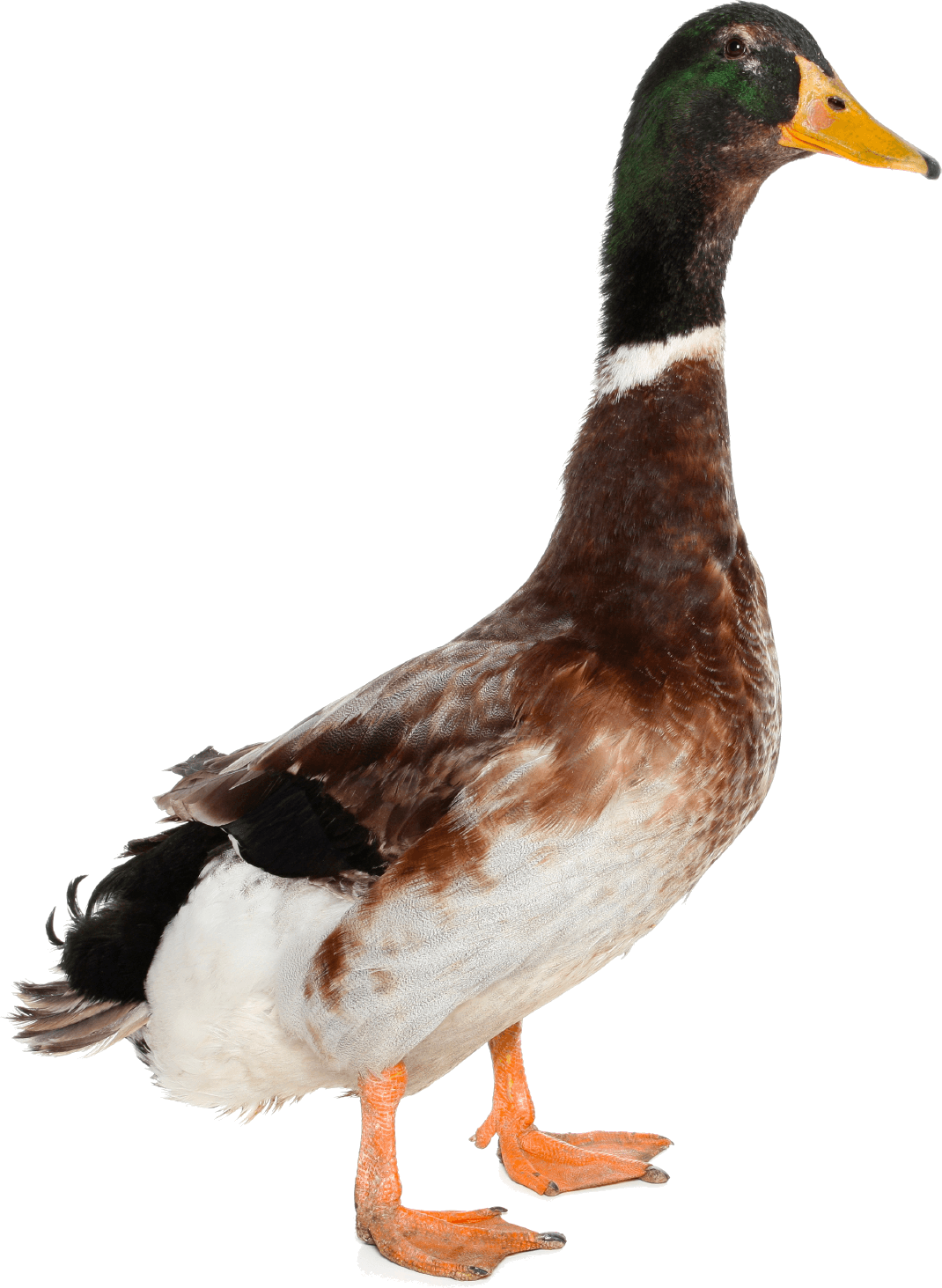 Duck Png Image PNG Image