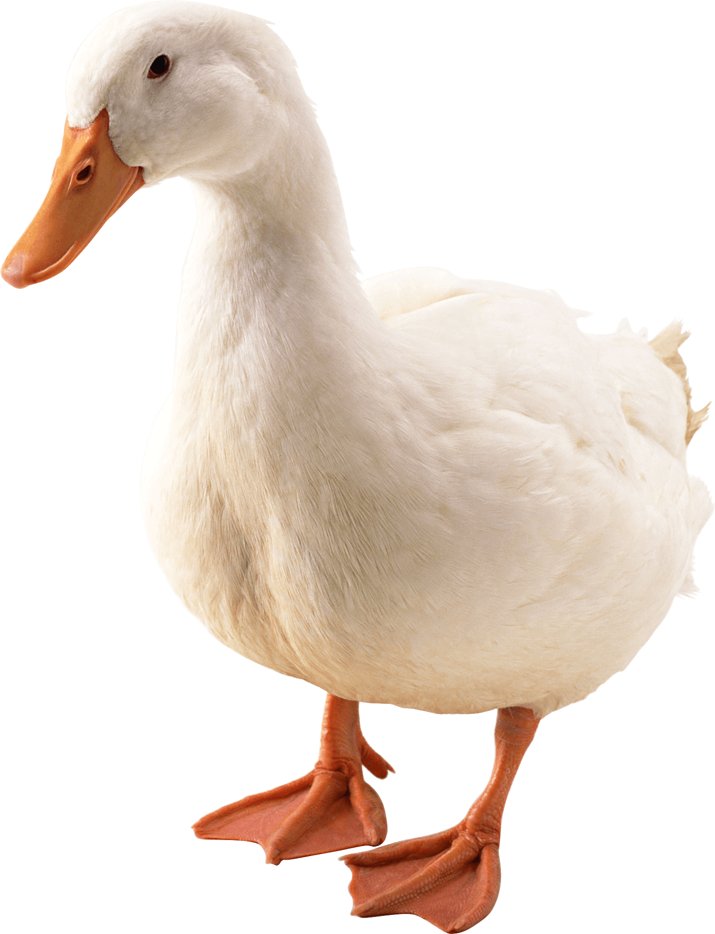 Duck Png Image PNG Image