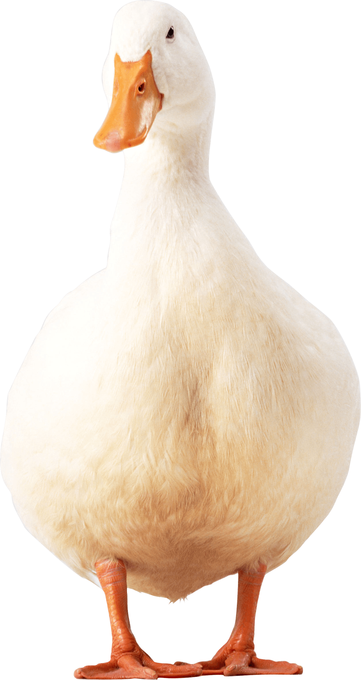 White Duck Png Image PNG Image