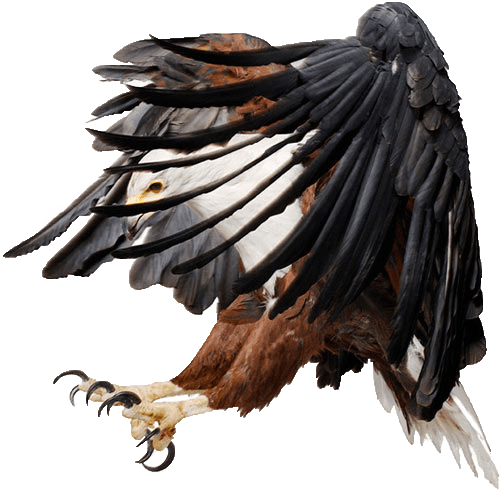 Eagle Png Image Download PNG Image