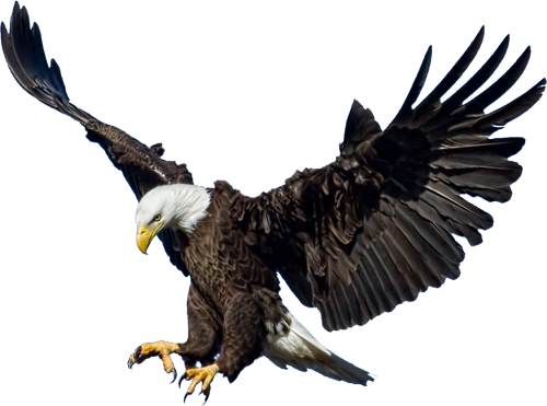 Eagle Png 3 PNG Image