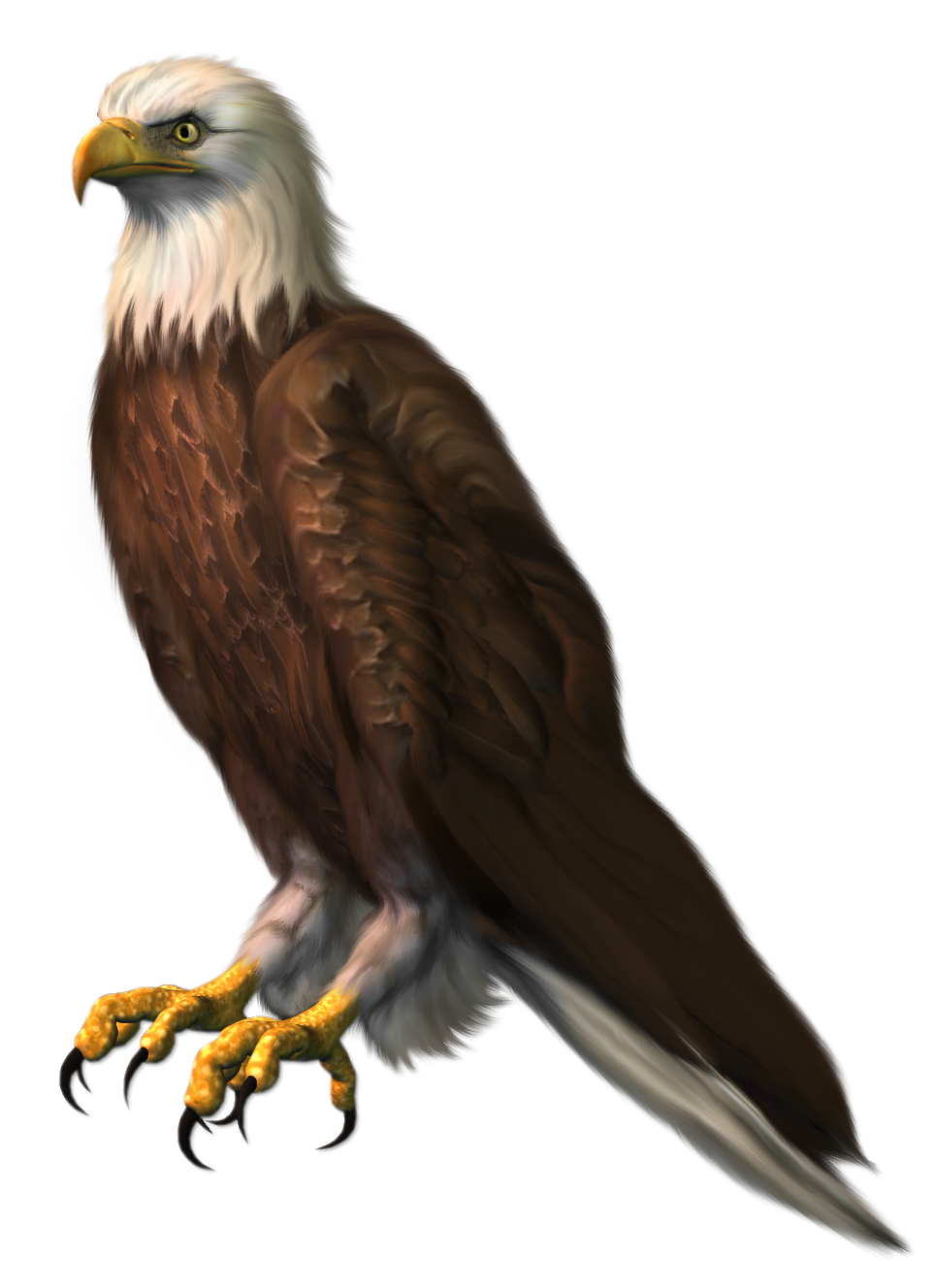 Eagle Sitting Free HQ Image PNG Image