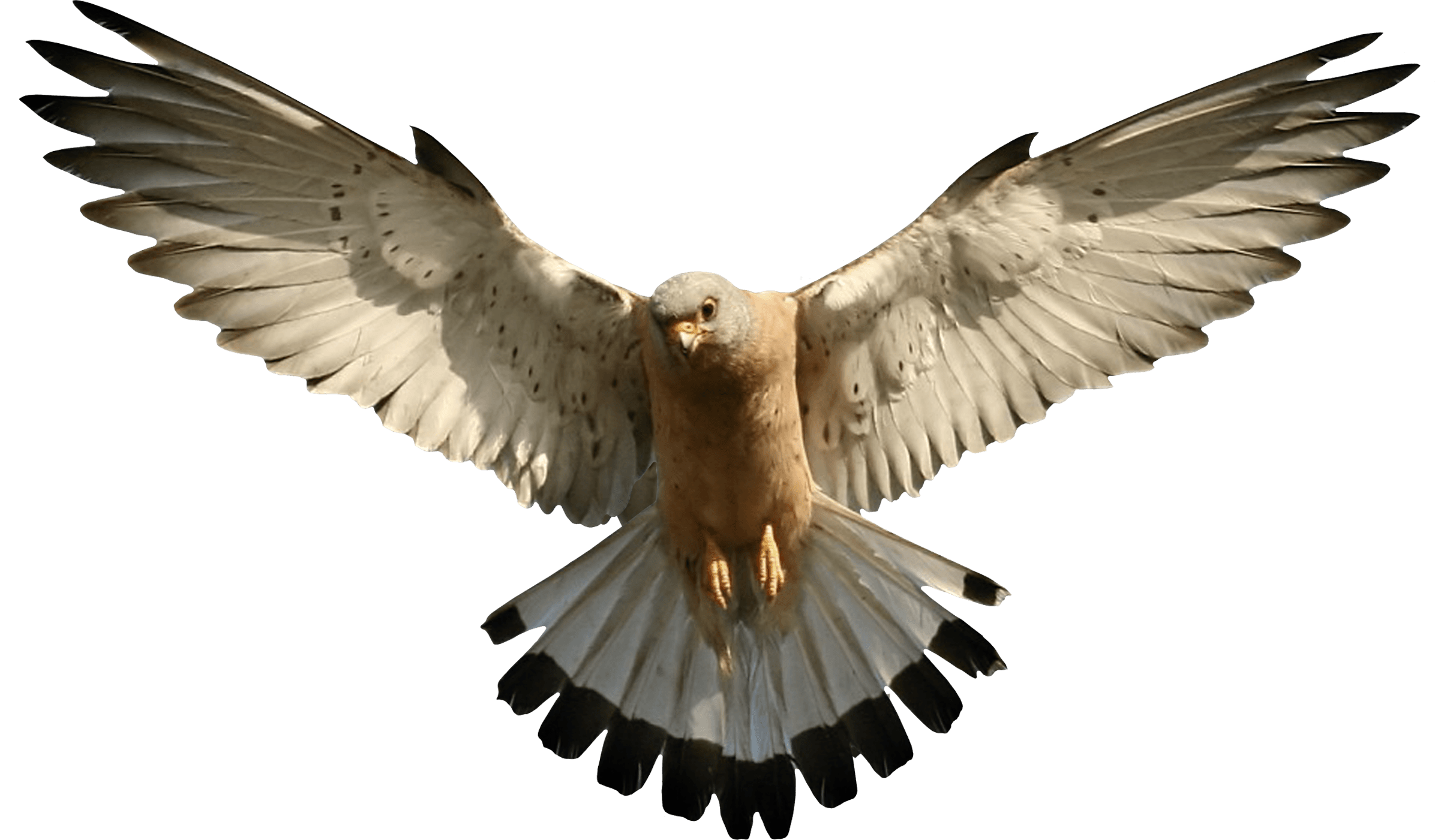 Eagle Png Image Download PNG Image