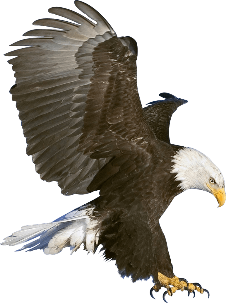 Eagle Png Image Download PNG Image