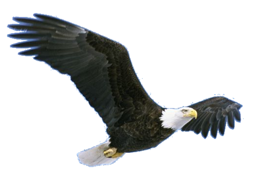 Flying Eagle PNG Image