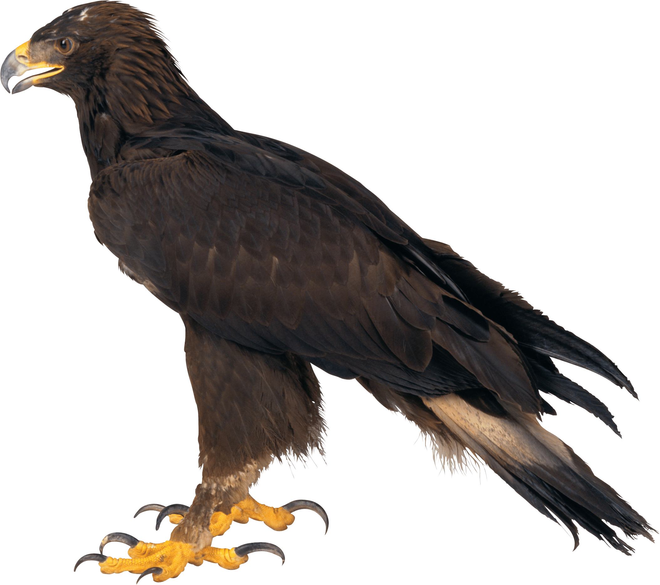 Eagle Png Image Download PNG Image