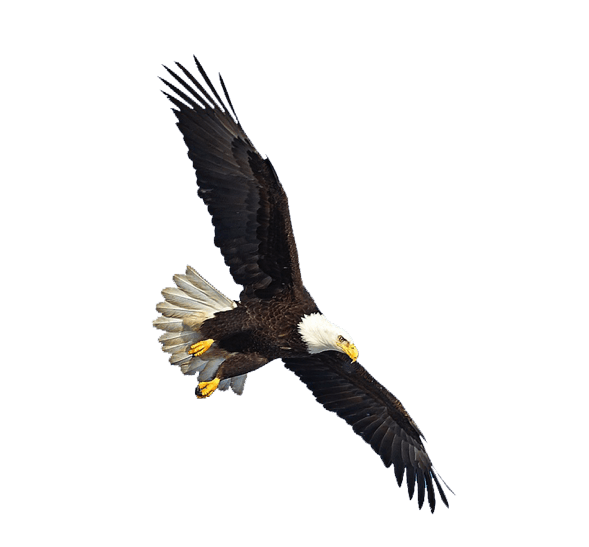 Eagle Png Image Download PNG Image