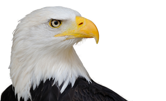 Eagle Png 5 PNG Image