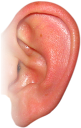 Ear Png Image PNG Image