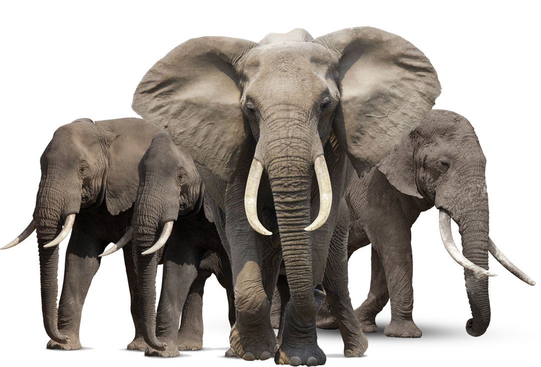 Elephant Hd PNG Image