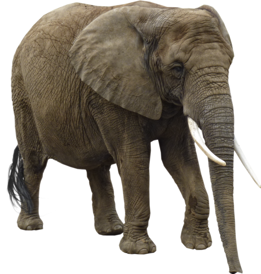 Elephant Png PNG Image