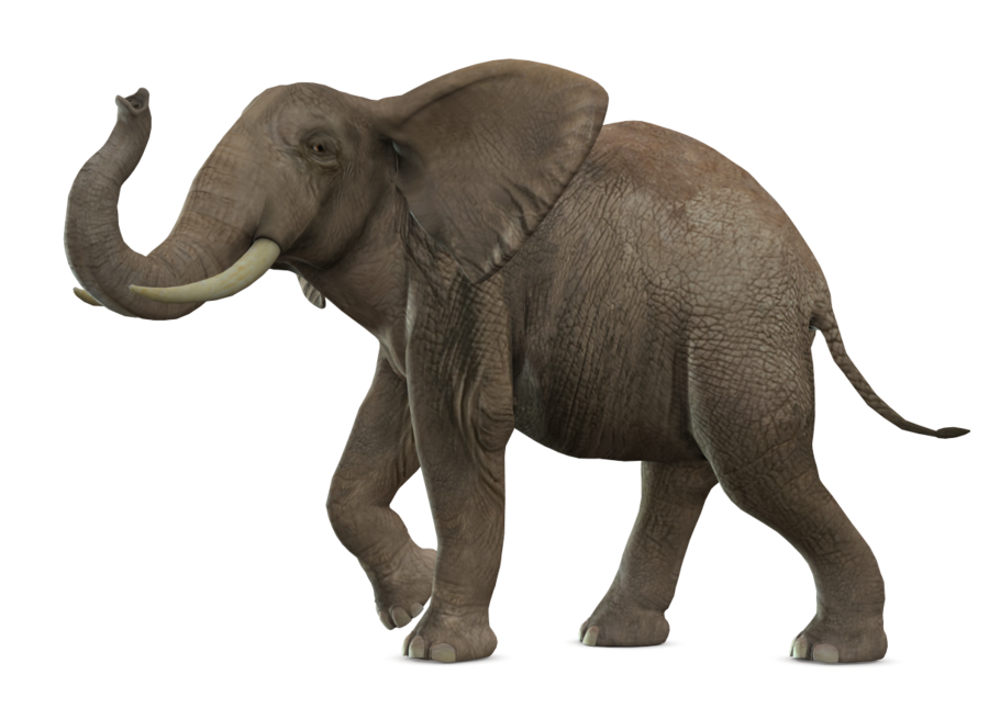 Elephant Picture PNG Image