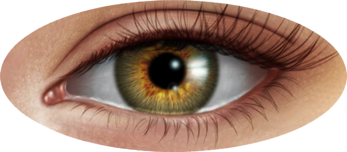 Eyes PNG File HD PNG Image