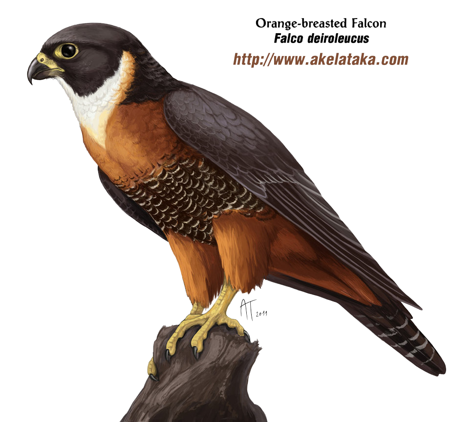 Falcon Photos PNG Image