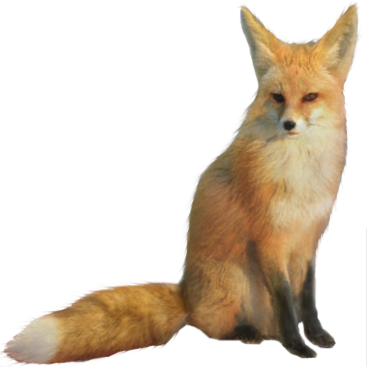 Fennec Fox Hd PNG Image