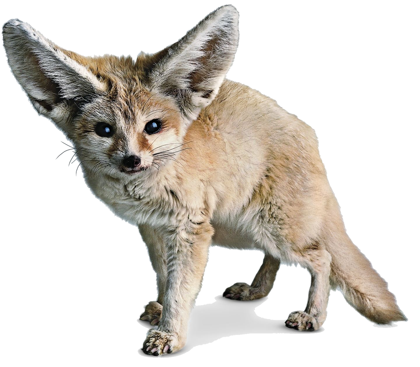 Fennec Fox Photos PNG Image