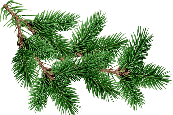 Fir-Tree Png Image PNG Image