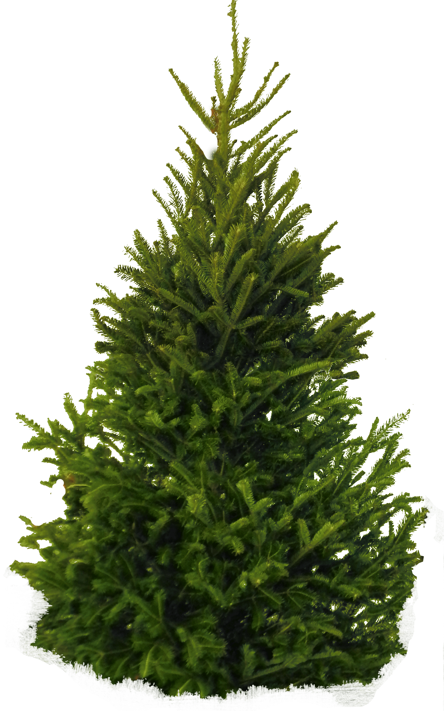 Fir-Tree Png Image PNG Image