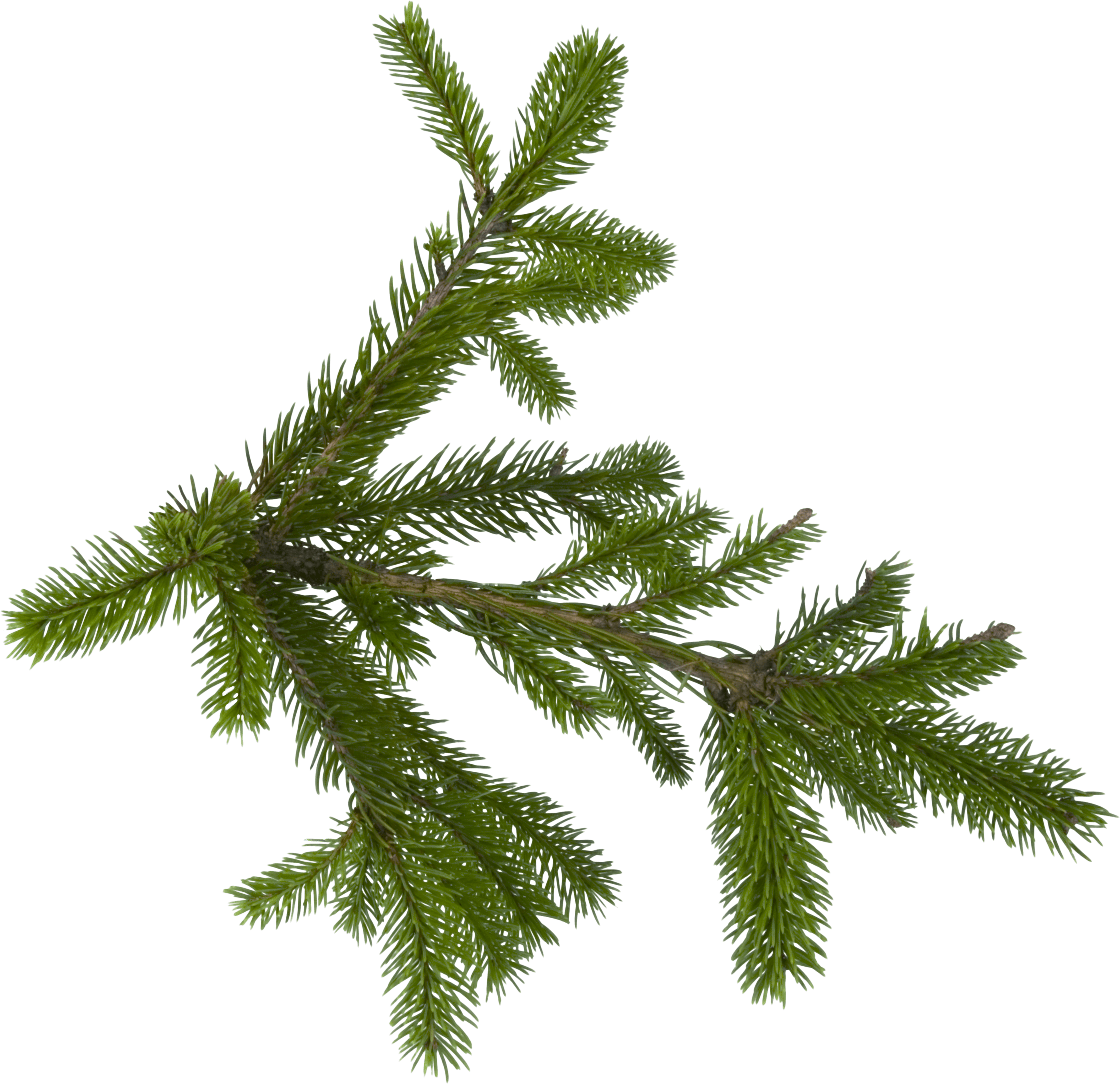 Fir-Tree Png Image PNG Image