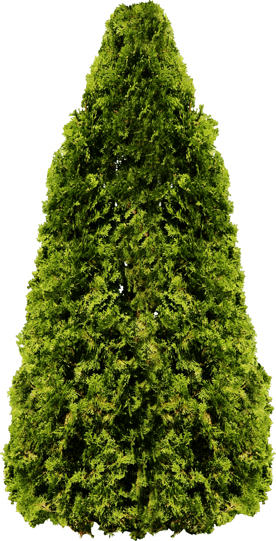 Fir-Tree Png Image PNG Image