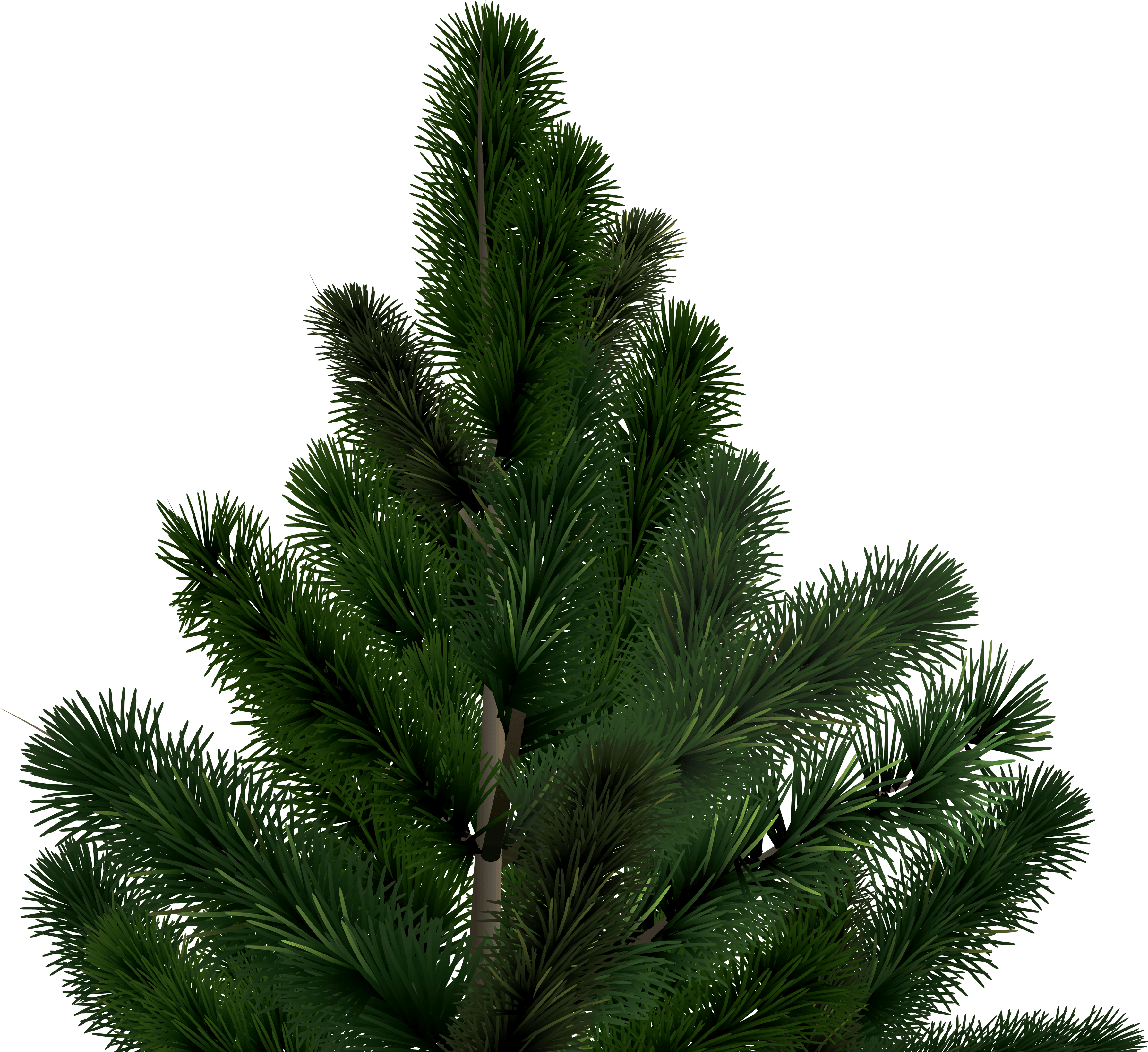 Fir-Tree Png Image PNG Image