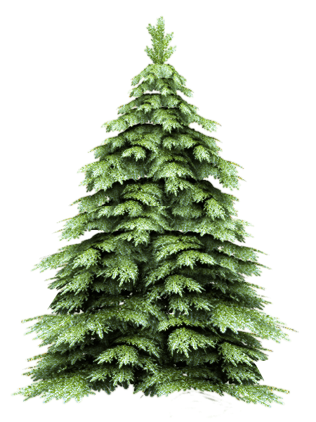 Fir-Tree Png Image PNG Image