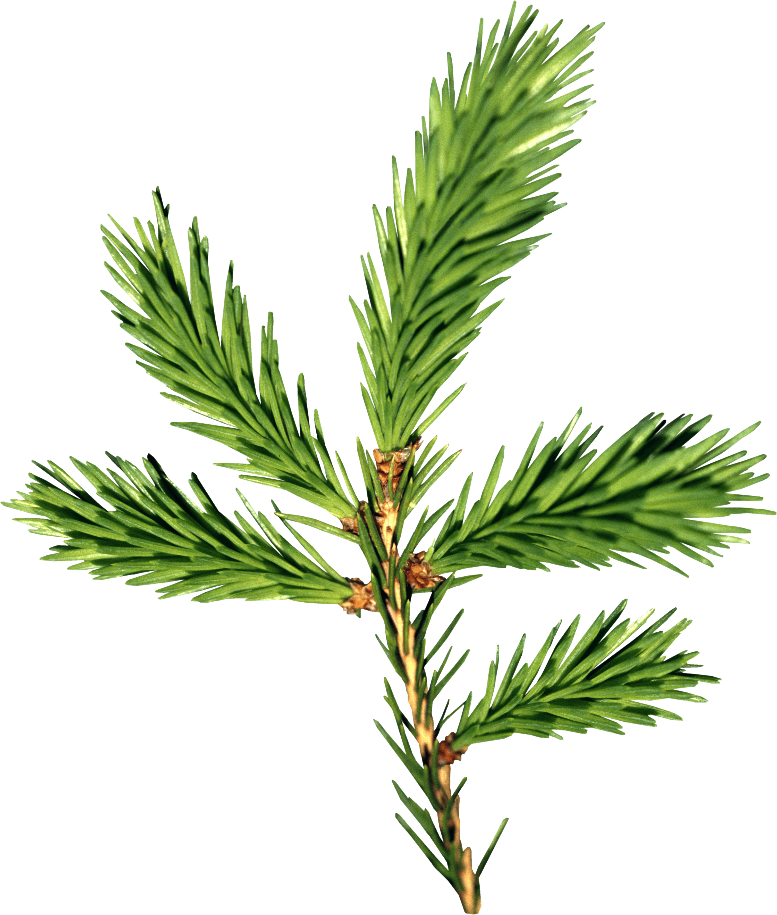 Fir-Tree Png Image PNG Image