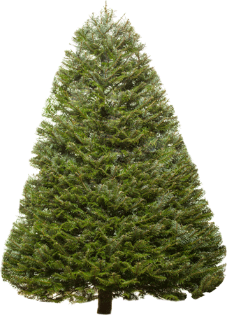 Fir-Tree Png Image PNG Image