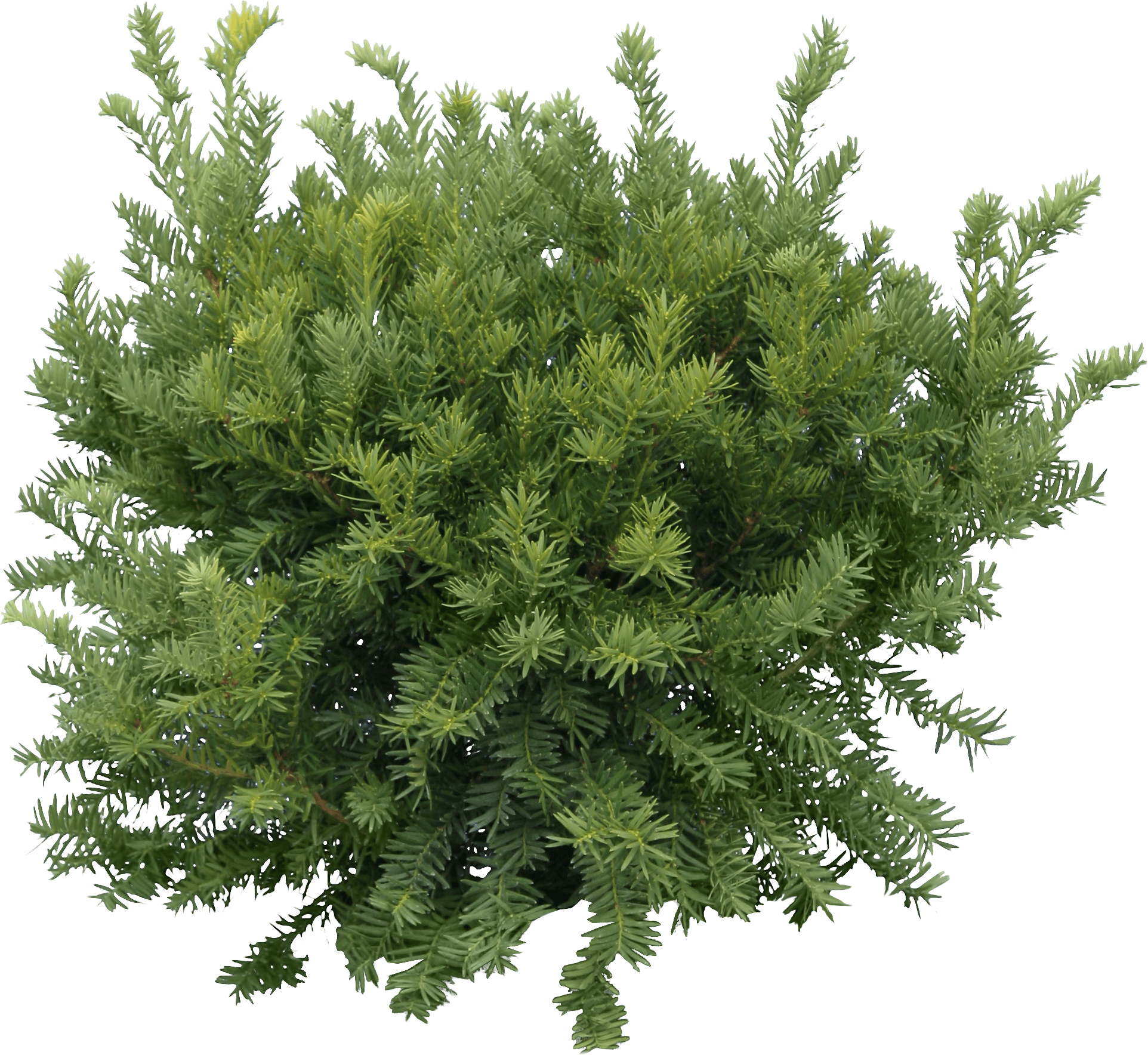 Fir-Tree Png Image PNG Image