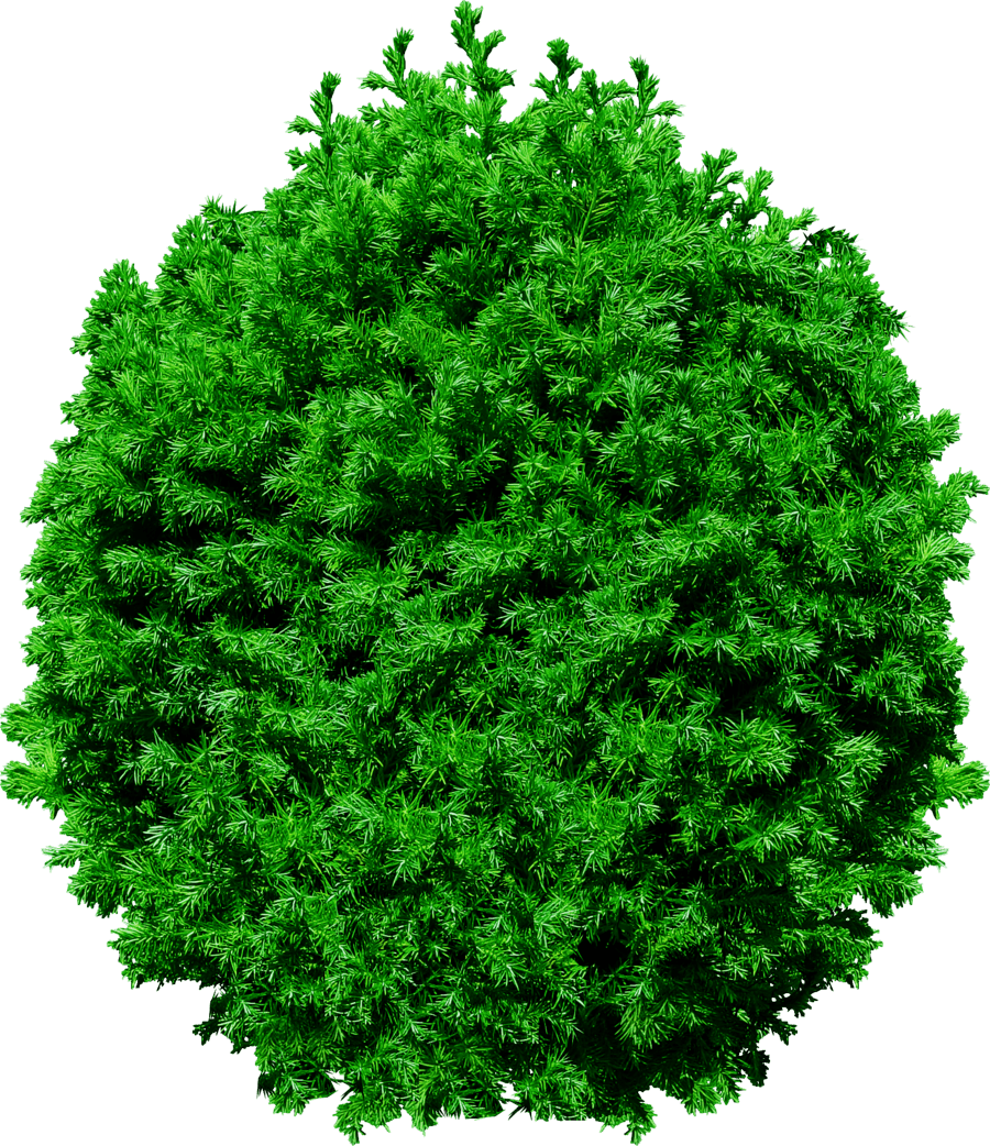 Fir-Tree Png Image PNG Image