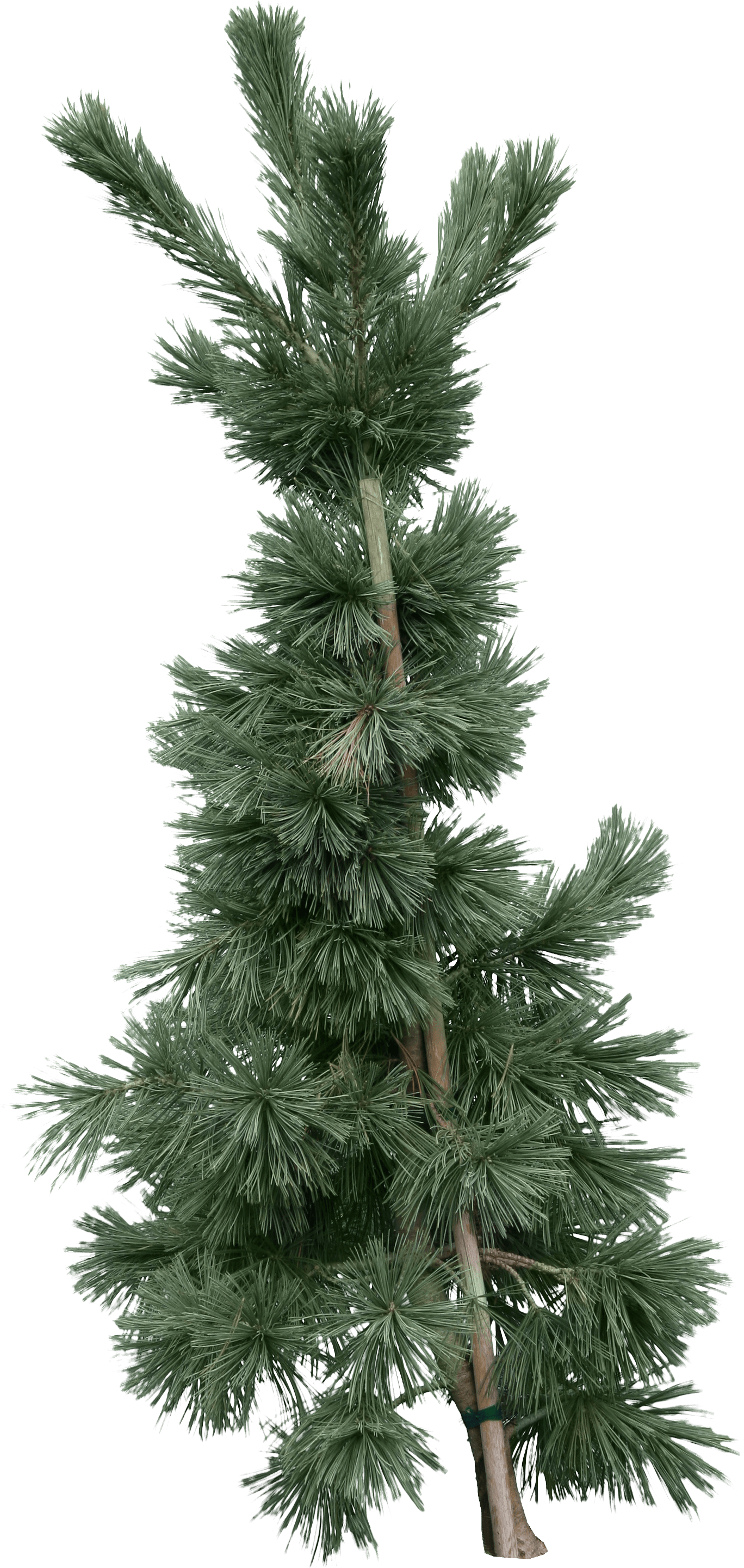 Fir-Tree Png Image PNG Image