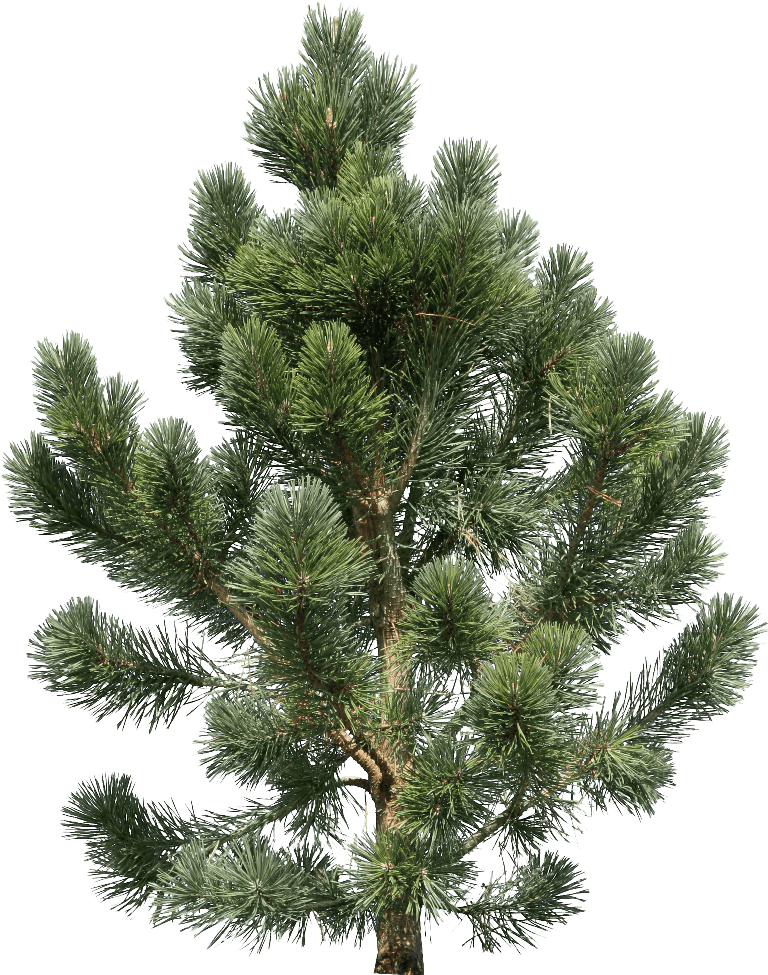 Fir-Tree Png Image PNG Image