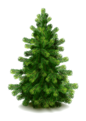 Fir-Tree Png Image PNG Image