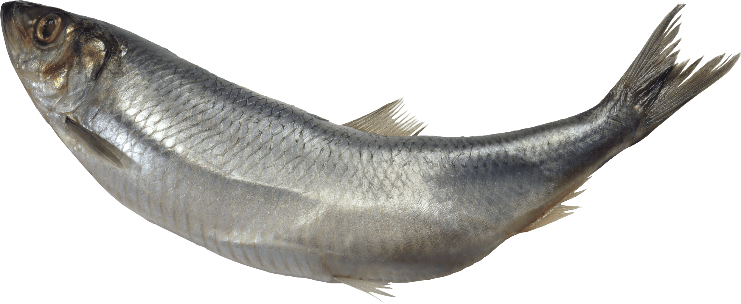 Fish Png Image PNG Image