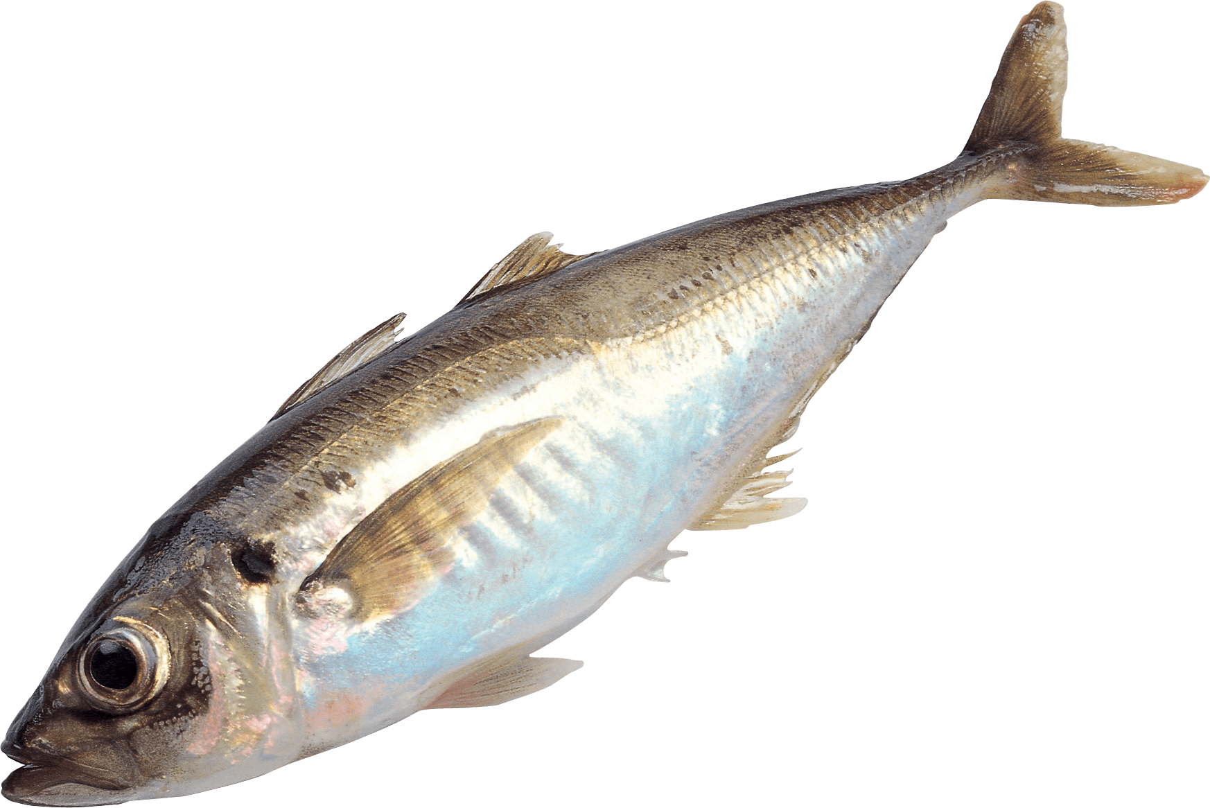 Fish Png Image PNG Image