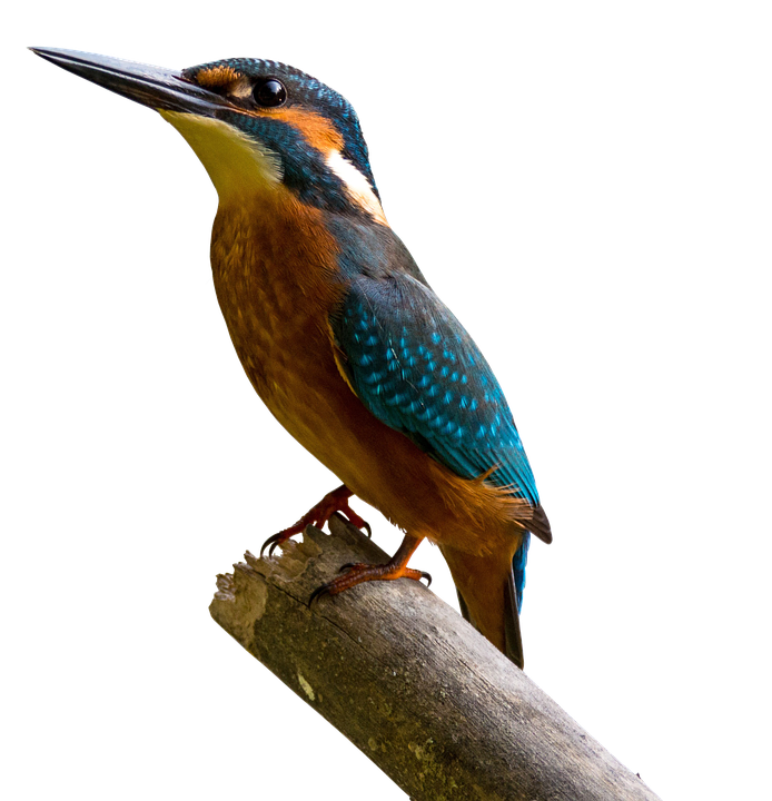 Kingfisher Bird Beak PNG Free Photo PNG Image