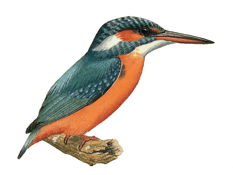 Kingfisher Bird Beak Free Transparent Image HD PNG Image