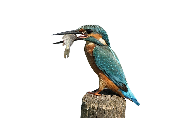 Kingfisher Bird Free Transparent Image HQ PNG Image