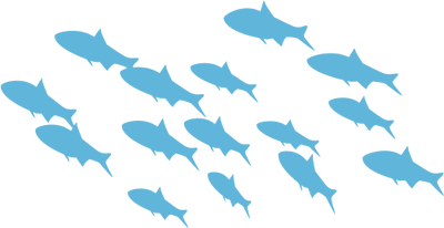 School Of Fish Hd PNG Image