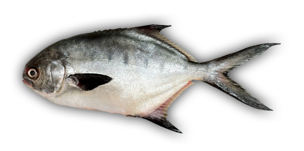 Real Fish Free Download PNG Image