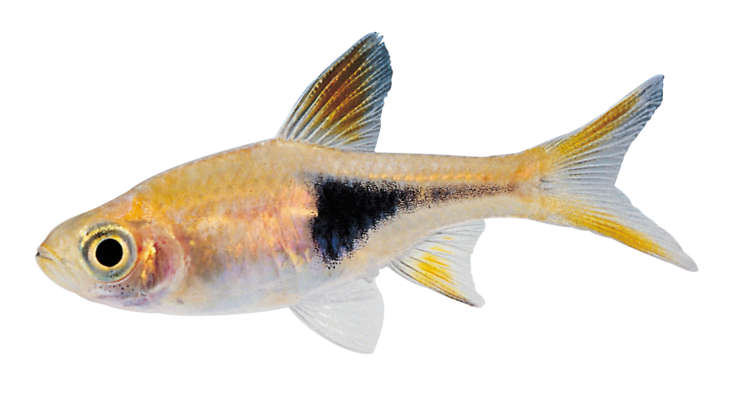 Real Fish Hd PNG Image