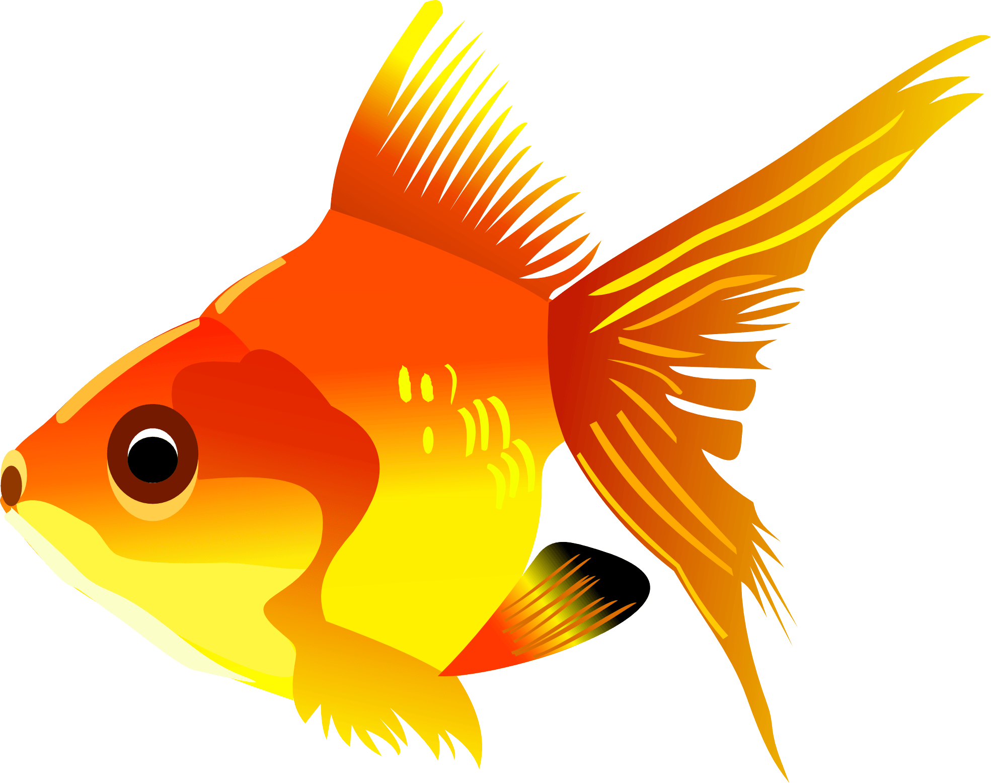 Gold Fish Png Image PNG Image