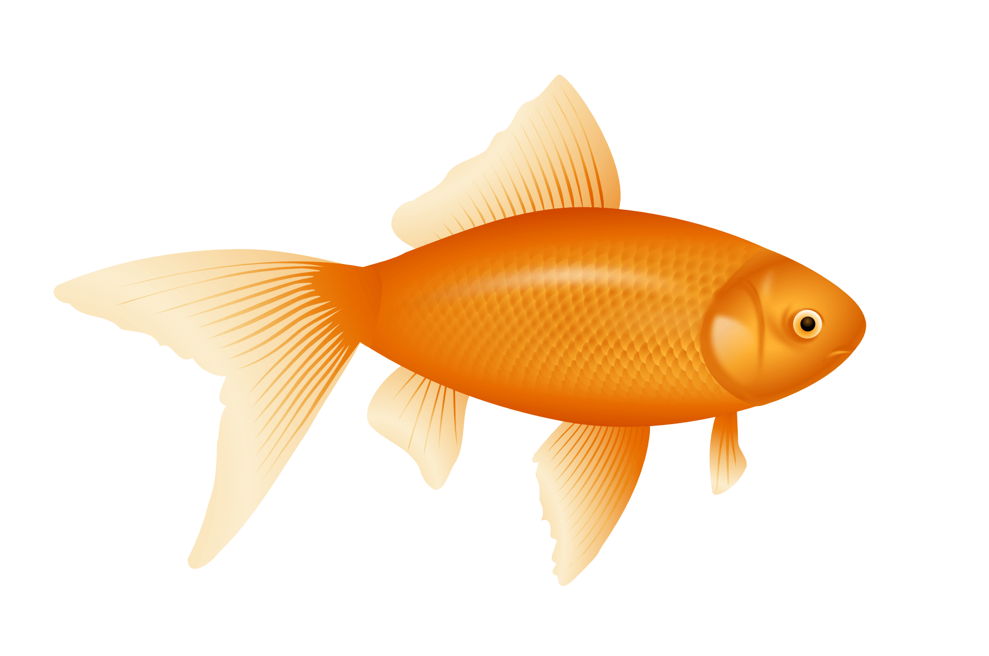 Gold Fish Png Image PNG Image