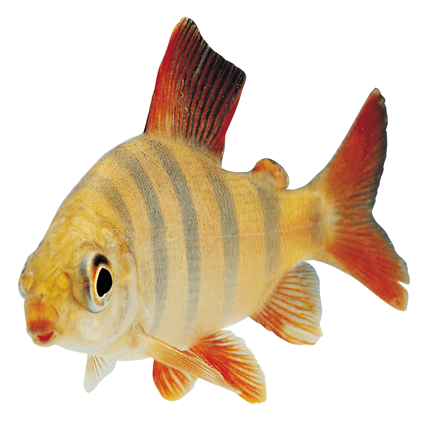 Fish Png Image PNG Image