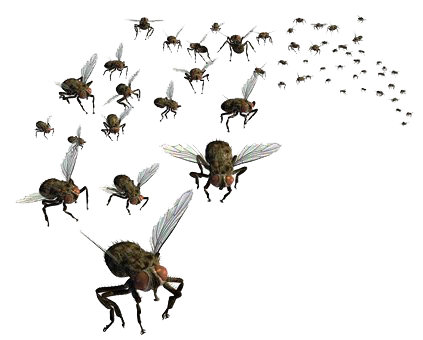 Flies PNG Image