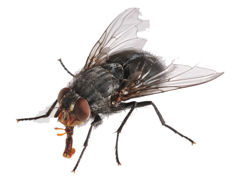 Flies Hd PNG Image