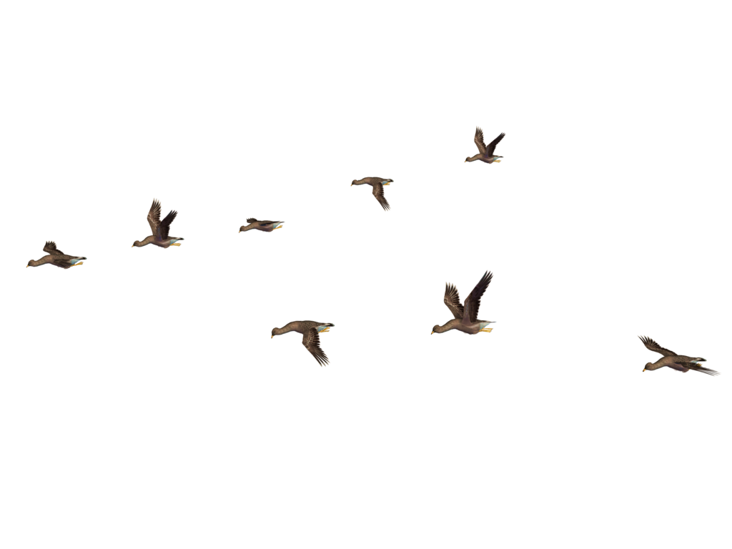 Of Flock Flying Birds Free Download PNG HQ PNG Image