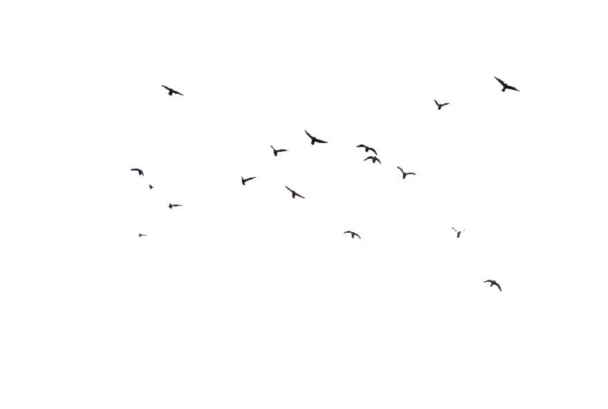 Of Flock Vector Birds PNG Download Free PNG Image