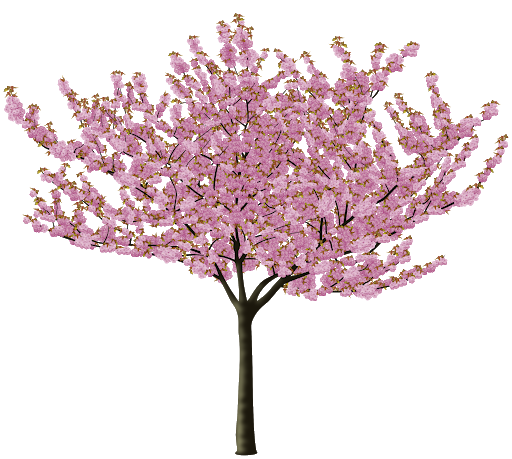 Blossom Spring Flower Japanese Free HQ Image PNG Image